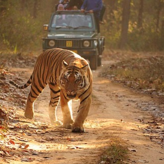 Jungle Safari Tour